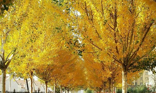 吃什么避孕药可以有效避孕-吃什么能起到避孕效果网 | 吃什么会让避孕药失效,吃什么避孕药可以有效避孕